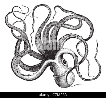 Polpo (Octopus vulgaris) isolato su bianco, vintage illustrazioni incise.Trousset enciclopedia (1886 - 1891). Foto Stock