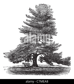 Orientale di pino bianco, vintage illustrazioni incise. Pinus strobus tree. Trousset enciclopedia (1886 - 1891). Foto Stock