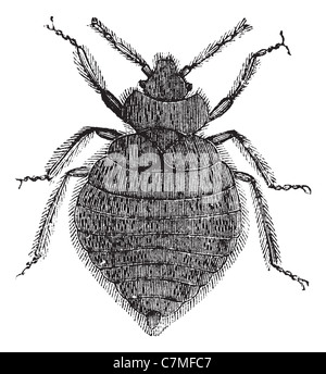 Cimici del letto (Lepinotus reticulatus), vintage illustrazioni incise. Bedbug isolato su bianco. Trousset enciclopedia (1886 - 1891). Foto Stock