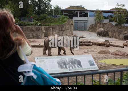 Elefanti asiatici (Elephas maximus). Casa e enclosure paesaggistici. O Colonia Koln Zoo, Germania. Foto Stock