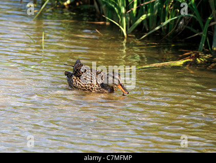 Canapiglia Anas strepera, femmina Foto Stock