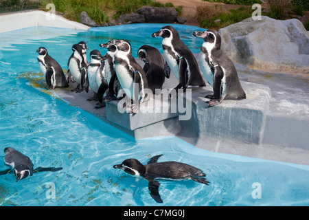 Humbolt o pinguini peruviana (Spheniscus humboltii). Mostre e contenitore, Koln Zoo di Colonia, Germania. Foto Stock
