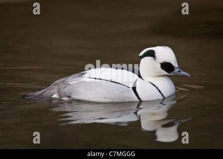 Zwergsäger Foto Stock