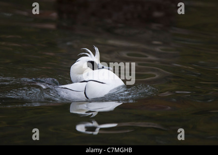 Zwergsäger Foto Stock