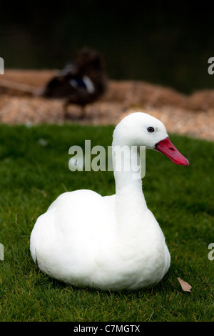 Swan presso Barnes Wetland Centre, Richmond Upon Thames, Regno Unito Foto Stock