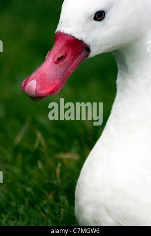 Swan presso Barnes Wetland Centre, Richmond Upon Thames, Regno Unito Foto Stock