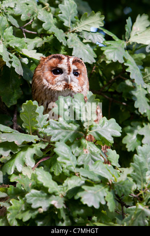 Allocco arroccato nella struttura ad albero Foto Stock