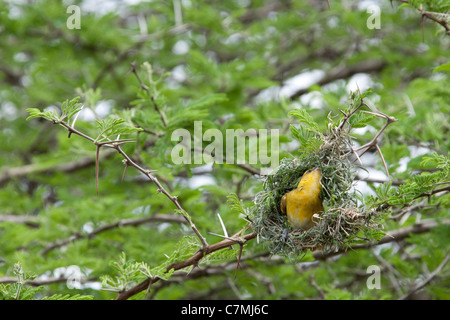 Village Weaver (Ploceus cucullatus). In questo processo di costruzione è il nido. Mkhuze Game Reserve. Kwazulu-Natal, Sud Africa. Foto Stock