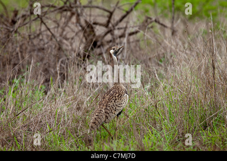 Rospo Bustard (Lissotis melanogaster). Mkhuze Game Reserve, Kwazulu-Natal, Sud Africa. Novembre 2010. Foto Stock