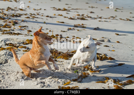 Piccoli cani giocando nella sabbia della spiaggia Carmel, Carmelo dal mare, Monterey County, California, Stati Uniti d'America Foto Stock