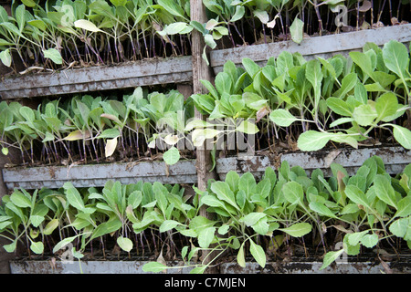 Impianti modulo   Farm contenitore su terreni agricoli, Southport, Merseyside, Regno Unito Foto Stock