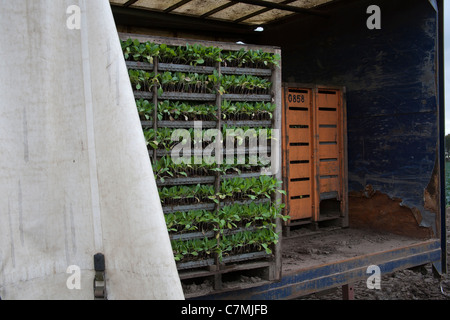 Impianti modulo   Farm contenitore su terreni agricoli, Southport, Merseyside, Regno Unito Foto Stock