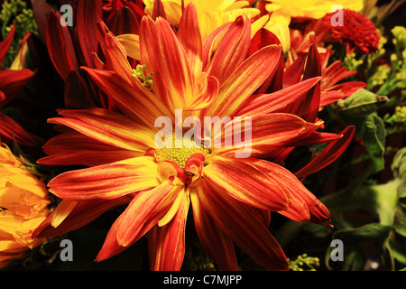 Rosso e il crisantemo giallo fiore in un mazzo di fiori Foto Stock
