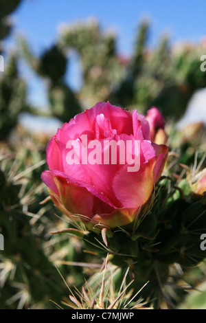 Rosa cholla cactus fiore con profondità di campo Foto Stock