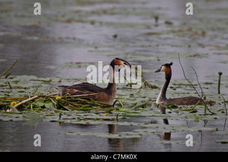 Svasso maggiore Haubentaucher Lappentaucherartige NATURSCHUTZ NEST Podiceps cristatus Podicipedidae Taucher Vogel Lappentauc Foto Stock