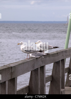 Ritratto verticale Europeo dei gabbiani reali, Larus argentatus. Foto Stock