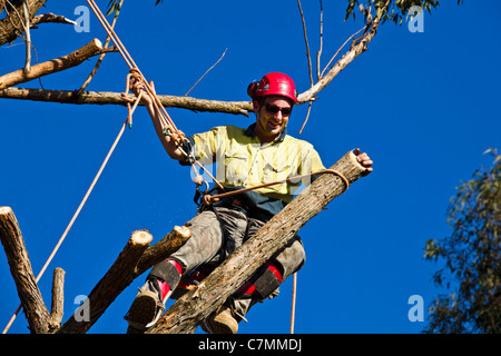 Un albero remover salendo su un ramo Foto Stock