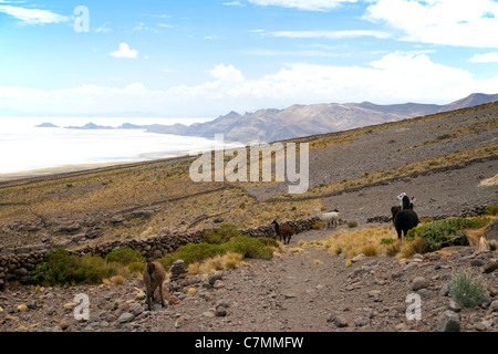 Llamas sul fianco della montagna sopra Coqueza, Bolivia Foto Stock