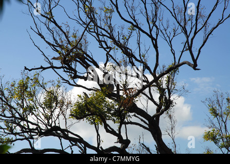 Wild koala in una struttura ad albero di gomma, i forti a piedi, Magnetic Island, Townsville, Queensland, Australia Foto Stock