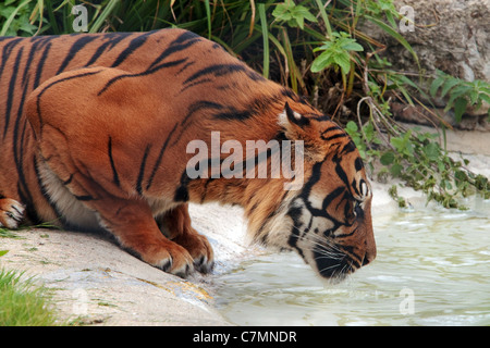 Una tigre di Sumatra acqua potabile Foto Stock