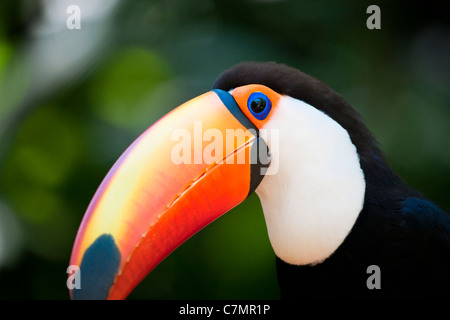 Toucan Iguassu Brasile "Sud America" Foto Stock