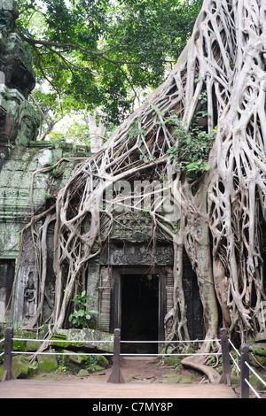 Antico albero e rovine di Ta Prohm tempio di Angkor zona vicino a Siem Reap, Cambogia Foto Stock