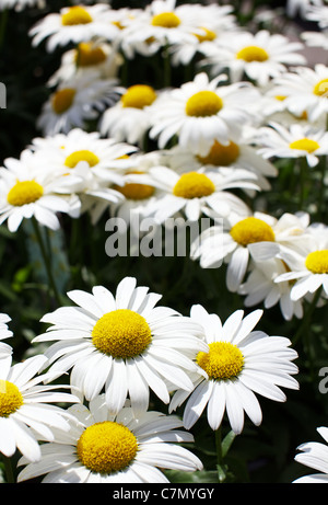 Campo di margherite bianco con shallow dof allo sbiadimento per messa a fuoco morbida dello sfondo Foto Stock