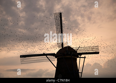 Sono ' appollaiati storni (Sturnus vulgaris) sulle vele di un mulino a vento a Kinderdijk, Olanda Foto Stock