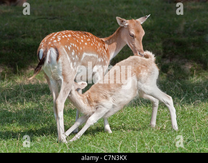 Daini Fawn alimentazione dalla madre (dama dama) Foto Stock