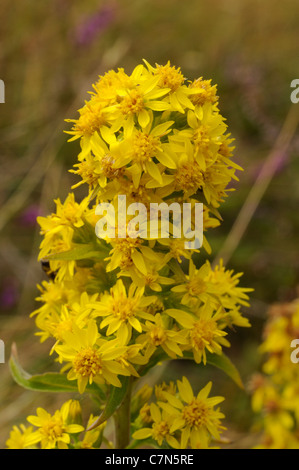 Oro, solidago virgaurea Foto Stock