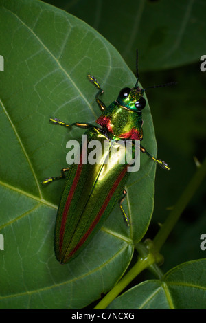 Chrysochroa rajah thailandica della famiglia Buprestidae Foto Stock