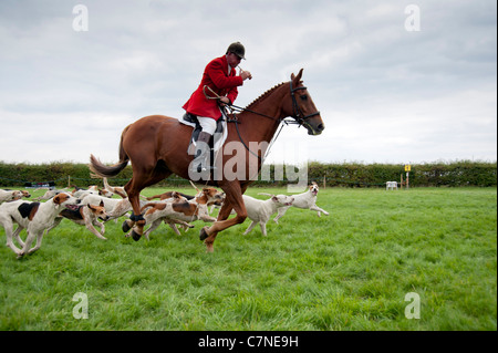 Huntsman in rosso coat sul cavallo che conduce una muta di cani che sembrano essere molto felice Foto Stock