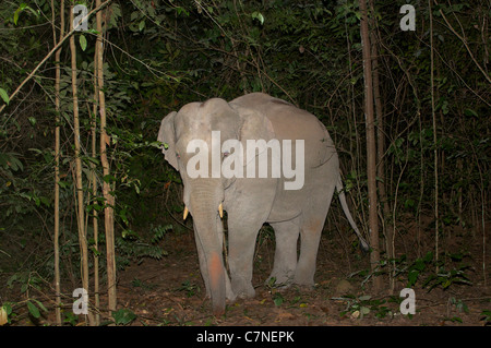 I capretti maschi selvatici elefante asiatico, Elephas maximus, catturati in una trappola camer di notte in Thap Lan Parco Nazionale, Thailandia. Foto Stock