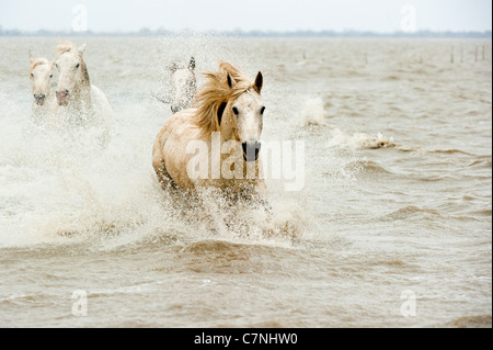 Cavalli Camargue in mare Foto Stock