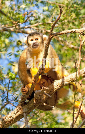 Wild scimmie scoiattolo, Madidi mosaico (pampas del rio yacuma), Bolivia la foresta pluviale amazzonica (boliviano della Scimmia di scoiattolo) Foto Stock