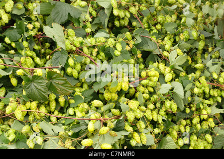 Close up di luppolo, humulus lupulus ,on hop bine mostra pianta rampicante e luppolo pronto per il prelievo. Foto Stock