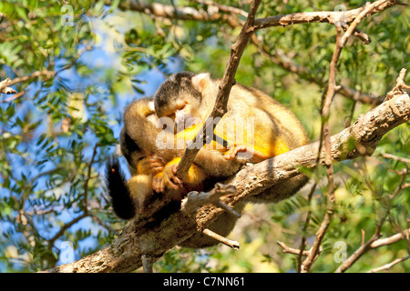 Wild scimmie scoiattolo, Madidi mosaico (pampas del rio yacuma), Bolivia la foresta pluviale amazzonica (boliviano della Scimmia di scoiattolo) Foto Stock