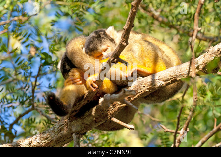 Wild scimmie scoiattolo, Madidi mosaico (pampas del rio yacuma), Bolivia la foresta pluviale amazzonica (boliviano della Scimmia di scoiattolo) Foto Stock
