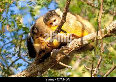 Wild scimmie scoiattolo, Madidi mosaico (pampas del rio yacuma), Bolivia la foresta pluviale amazzonica (boliviano della Scimmia di scoiattolo) Foto Stock
