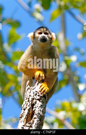 Wild scimmie scoiattolo, Madidi mosaico (pampas del rio yacuma), Bolivia la foresta pluviale amazzonica (boliviano della Scimmia di scoiattolo) Foto Stock