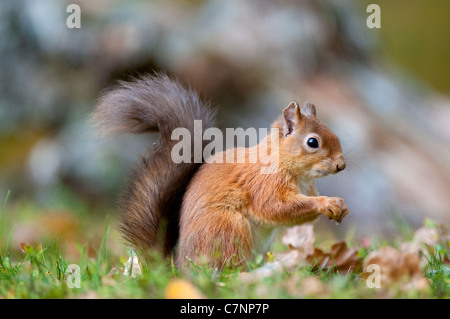 Red Squirrel looking alert Foto Stock