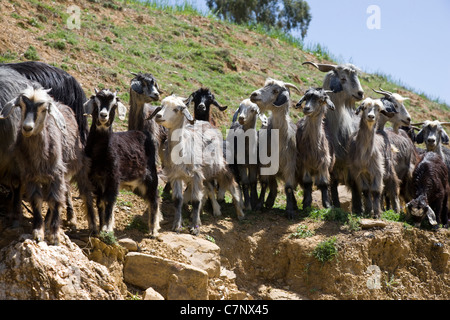 Allevamento di capre su una sporgenza di roccia Foto Stock