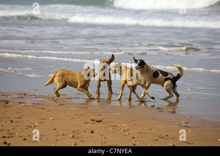 Semi di capra selvatici herder di cani sulla spiaggia tra Sidi M'Barek e Sidi Kaouki in Marocco Foto Stock