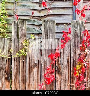 Bella dettagliata immagine di sfondo di un recinto con il rosso e il verde edera Foto Stock