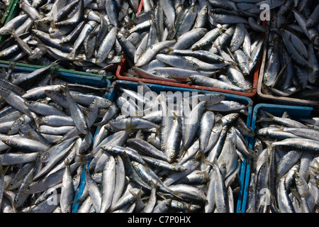 Casse di pesce appena pescato impilati sul quay a Essaouira, Marocco Foto Stock