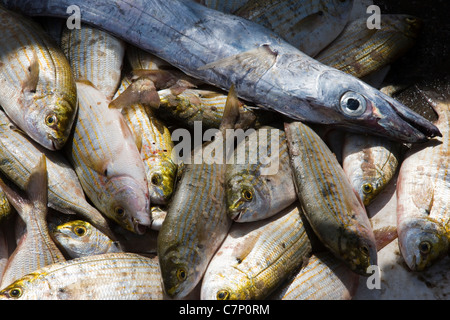 Casse di pesce appena pescato impilati sul quay a Essaouira, Marocco Foto Stock