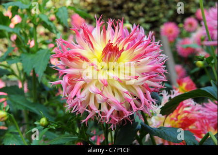 Dahlia 'My Beverly' Foto Stock