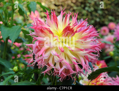 Dahlia 'My Beverly' Foto Stock