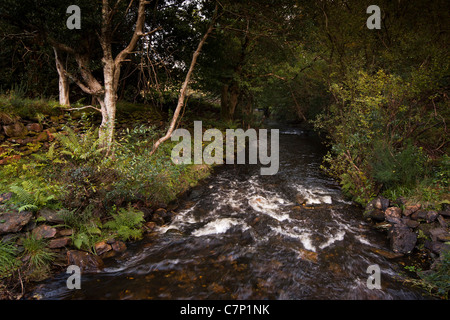 Irlanda, Co Wicklow, Glendalough, Fiume Glencalo, fluente attraverso boschi Foto Stock