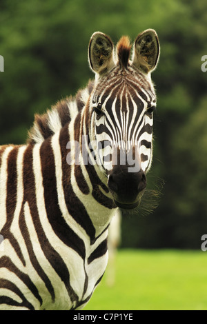 Un captive Grant's Zebra (latino: Equus burchelli bohmi) di Fota Wildlife Park, Cobh, Co Cork, Irlanda. Foto Stock